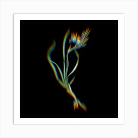 Prism Shift Phalangium Bicolor Botanical Illustration on Black Art Print