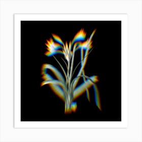 Prism Shift Malgas Lily Botanical Illustration on Black Art Print