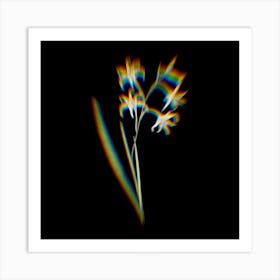 Prism Shift Gladiolus Cuspidatus Botanical Illustration on Black n.0189 Art Print