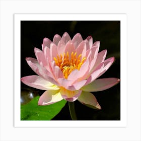 Pink Lotus Flower 1 Art Print