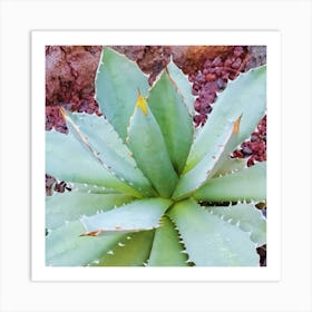 Agave Art Print