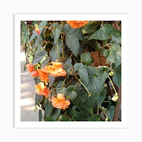 Begonias 8 Art Print