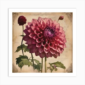 A Dahlia Floral Botanical Vintage 1 Art Print