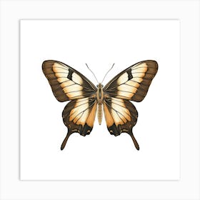 Butterfly 14 Art Print