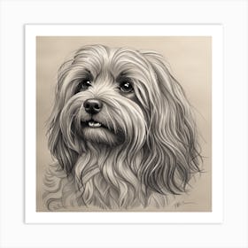 Shih Tzu 1 Art Print