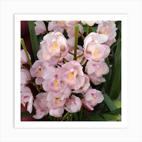 Orchids 19 Art Print