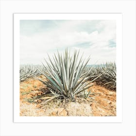 Rows Of Agave Plants Square Art Print