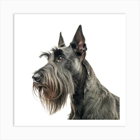 Scottish Terrier Dog Portrait Póster