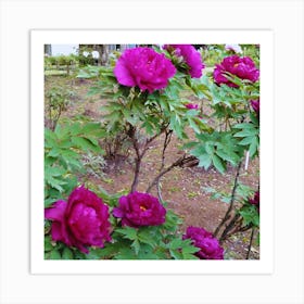 Peonies in Japan 11 Art Print