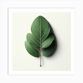 Eucalyptus Leaf Isolated On White 1 Art Print
