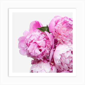 Pink Peonies 1 Art Print