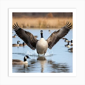 Canadian Geese 33 Art Print