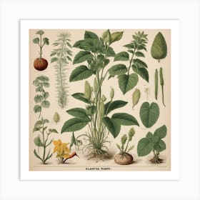 Botanical Illustration Of Plants Art Print