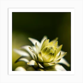 Budding Art Print