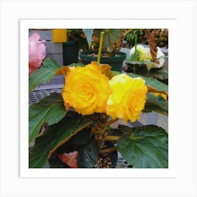 Begonias 6 Art Print