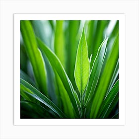 Ecology Plant Green Nature Garden Flora Fresh Leaf Summer Natural Environment Spring Gra (3) Art Print