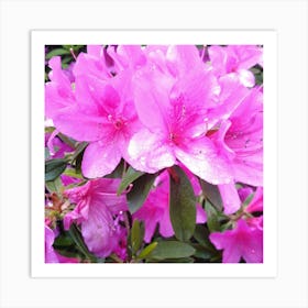 Azaleas 3 Art Print