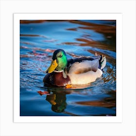 Firefly Colorful Mallard Swimming In Serene Duck Pond 74835 (1) Art Print