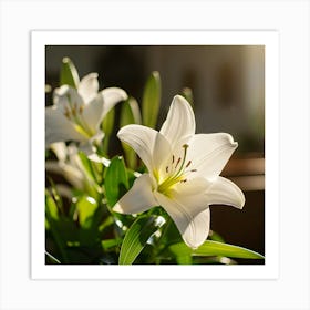 White Lily Art Print