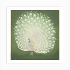 Peacock 2 Art Print