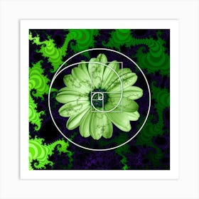 Sacred Geometry Fibonacci Spiral Flowers 1 Poster