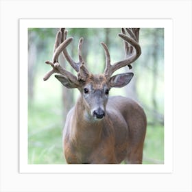 Whitetail Deer Art Print