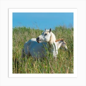 White Horse And Foal Art Print