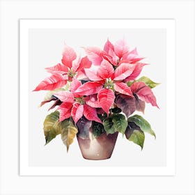 Poinsettia 20 Art Print