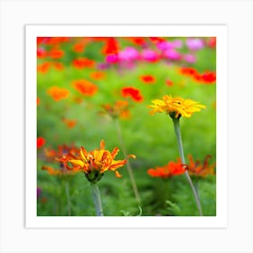 Colorful Flowers In A Field Art Print