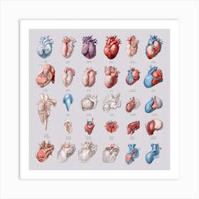 Anatomy Of The Human Heart Art Print