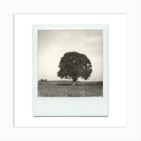 Polaroid  Solitary Tree Field Nature Black & White Art Print