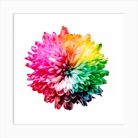 Rainbow Chrysanthemum Flower Art Print