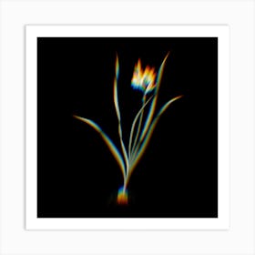 Prism Shift Gladiolus Lineatus Botanical Illustration on Black n.0054 Art Print