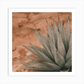 Parrys Agave Square Art Print