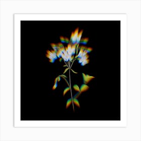 Prism Shift Phlox Botanical Illustration on Black Art Print