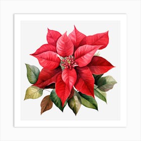 Poinsettia 2 Art Print