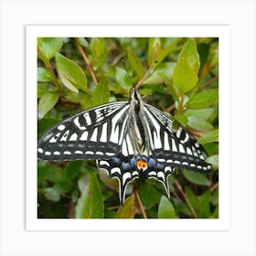 Butterfly 3 Art Print