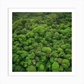 Aerial View Of A Tropical Rainforest Art Print