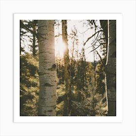 Sun Peeking Through Trees Art Print