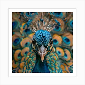 Peacock Portrait 2 Art Print