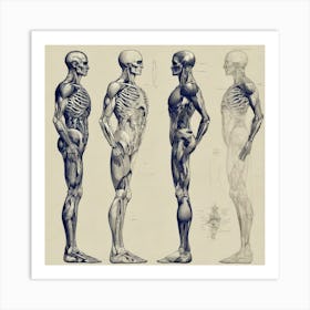 Anatomy Of The Human Body Art Print