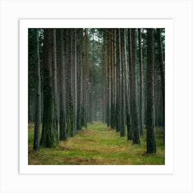 Pine Forest In The Fog Art Print