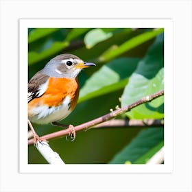 Rufous-Tailed Robin 1 Art Print