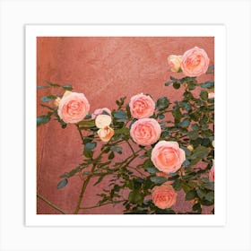 Pink Roses Blossom Square Art Print
