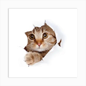 Cat Peeking Out Of Hole Art Print