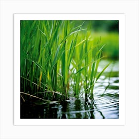 Grass Plant Reed Green Background Nature Closeup Garden Flora Growth Leaf Summer Spring (4) Art Print