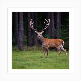 Deer In The Forest Art Print