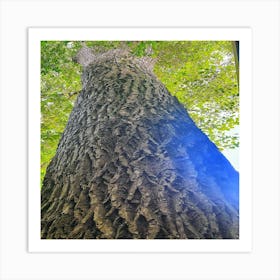 Tree Trunk Art Print