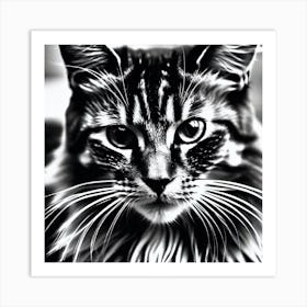 Black And White Cat 1 Art Print