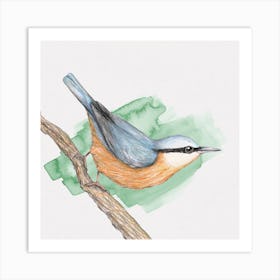 A pencil drawing of a nuthatch Art Print